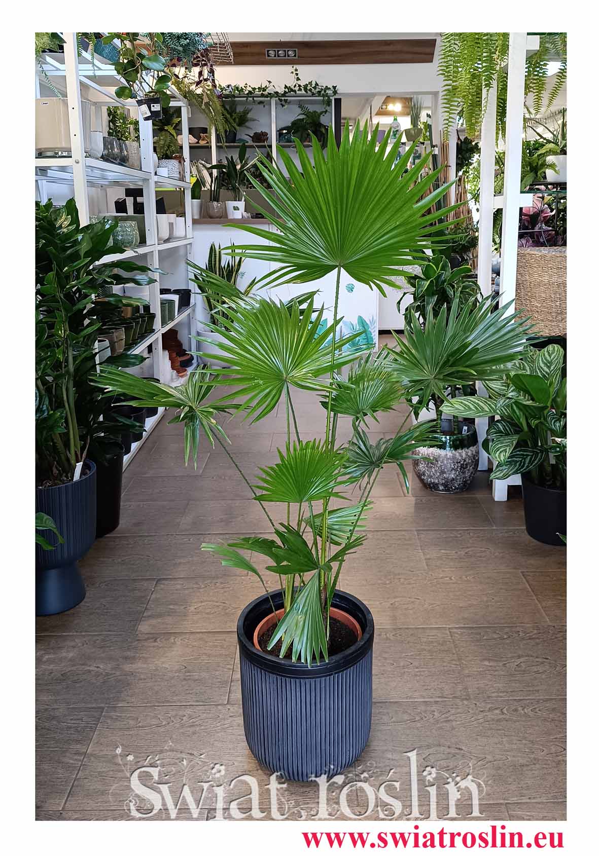 Palma Okrągłolistna do hotelu na recepcje do biura do dużej powierzchni do salonu do restauracji do kawiarni, Livistona Rotundifolia, Saribus Rotundifolius